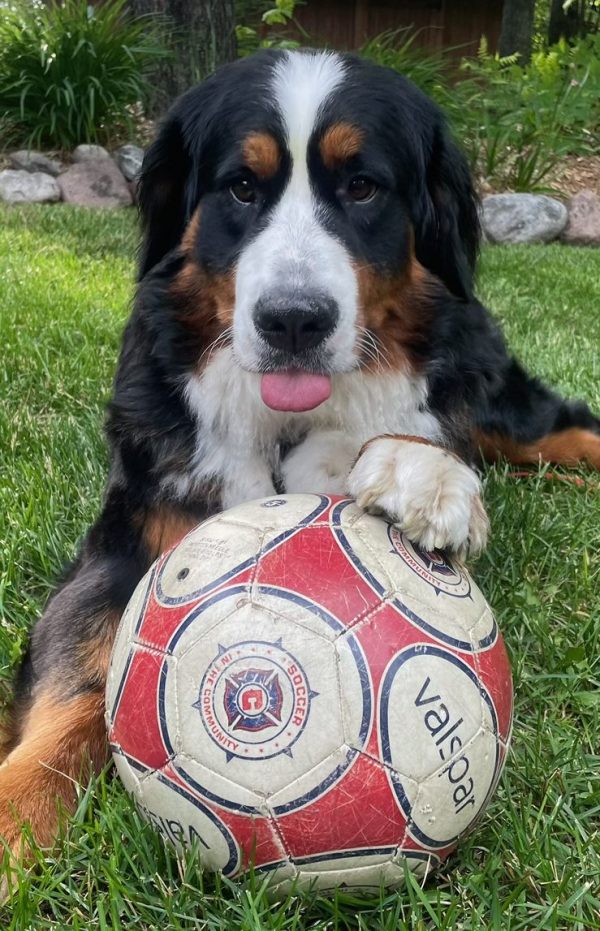 A picture of a Ellie the Bernese Mountain Dog. One of the two office dogs at Superior Family Chiropractic and Wellness.